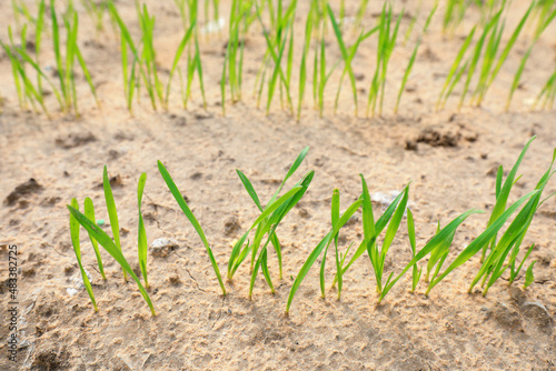 Newly sprouted wheat seedlings, North China