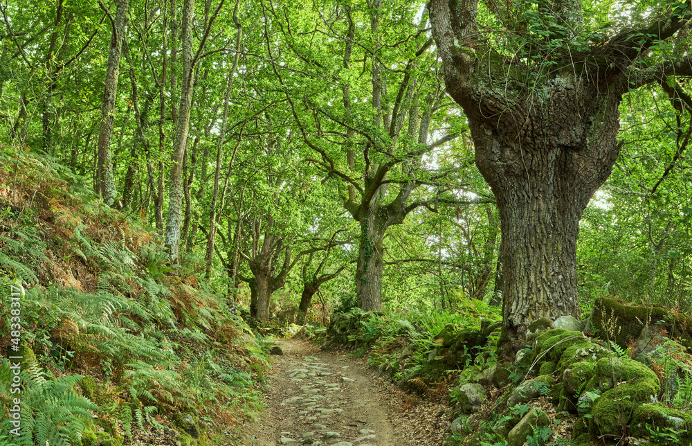 Obraz premium Ancient pedunculate oak trees in Camino de Santiago