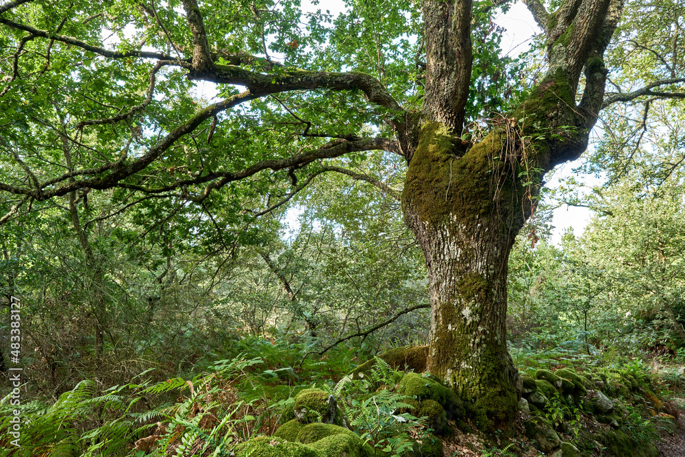 Ancient pedunculate oak tree