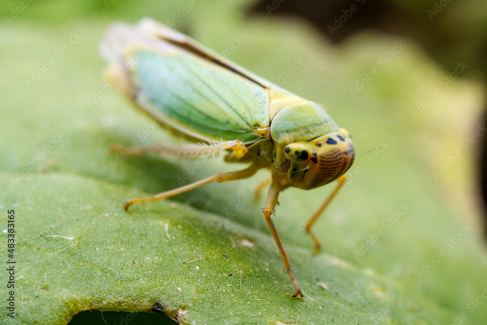 Leaf cicada on wild plants, North China Leaf cicada on wild plants, North China