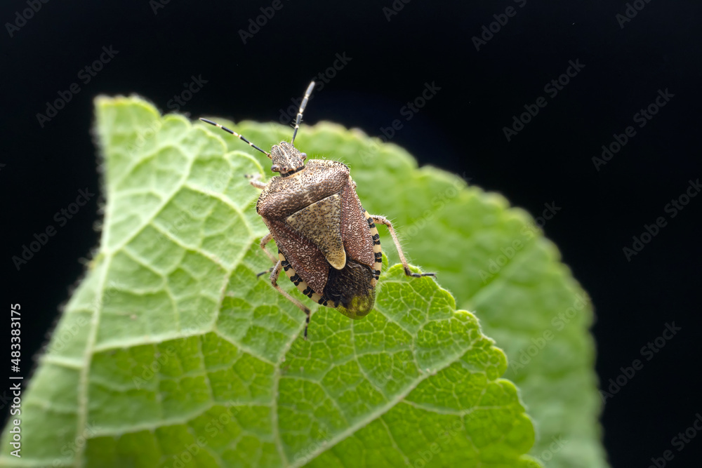 Stink bugs inhabit leaves in the wild, North China