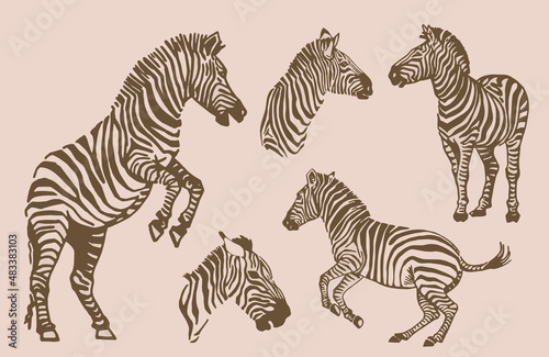 Fototapeta Naklejka Na Ścianę i Meble -  Vector sepia collection of zebras, graphical elements of zebra. Abstract stripy animals