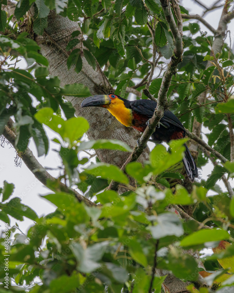 A colorful toucan perched on a high tree branch A colorful toucan perched on a high tree branch