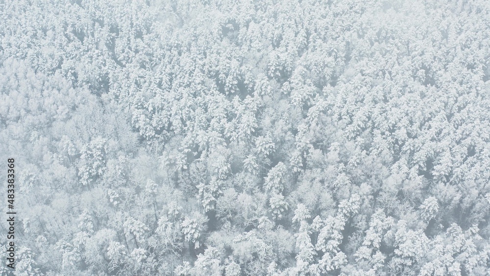Fototapeta premium Beautiful Snowy White Forest In Winter Frosty Day. Aerial View Flight Above Amazing Pine Forest. Landscape. Scenic View Of Park Woods. Nature Elevated View Of Winter Frost Woods. Snowy Coniferous