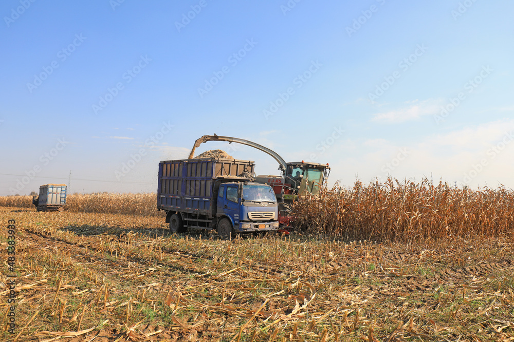 farmers harvest corn straw on a farm in North China