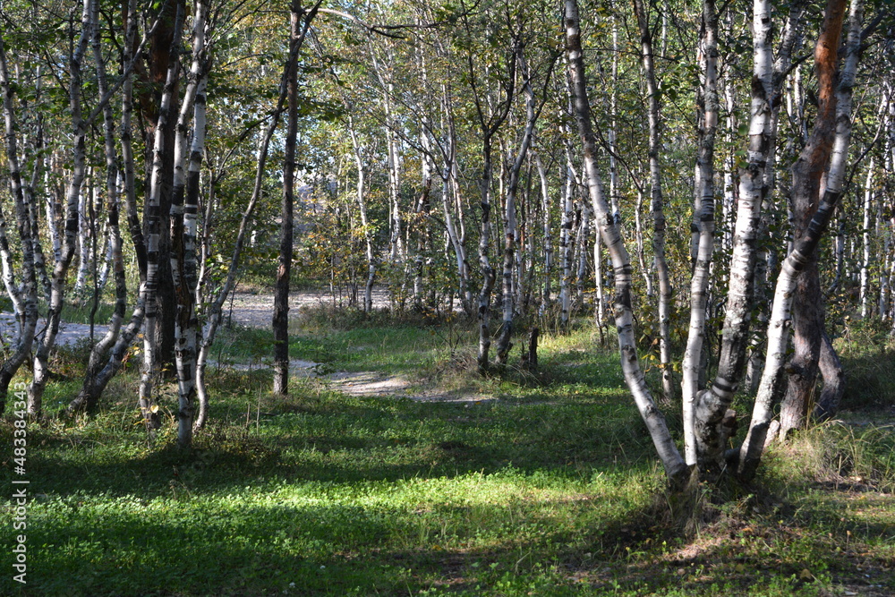 Birch forest Birch forest