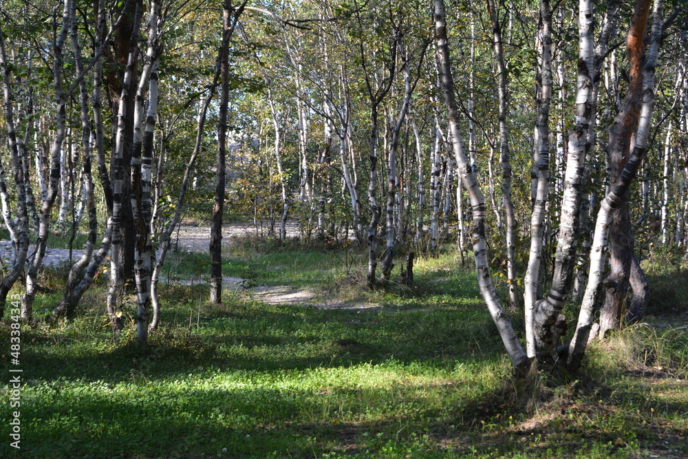 Birch forest