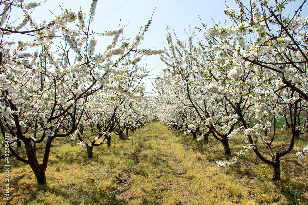 Blooming cherry garden. Rows of fruit trees with white flowers on the branches in spring in Bulgaria. European private farming. Blooming cherry garden. Rows of fruit trees with white flowers on the branches in spring in Bulgaria. European private farming.