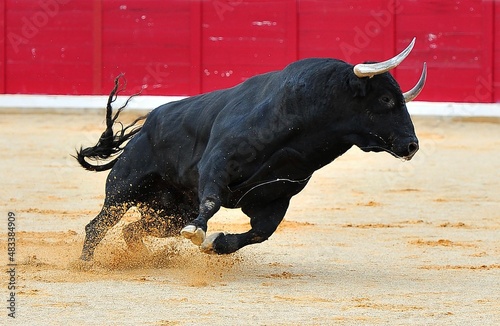 spanish black bull with big horns