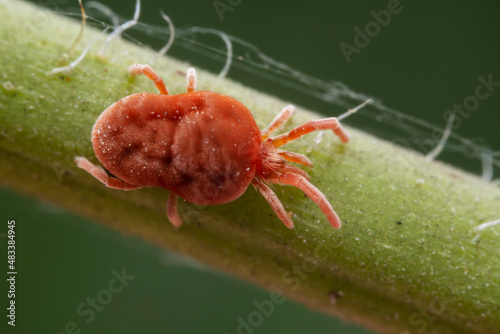 Red mites on wild plants, North China photo
