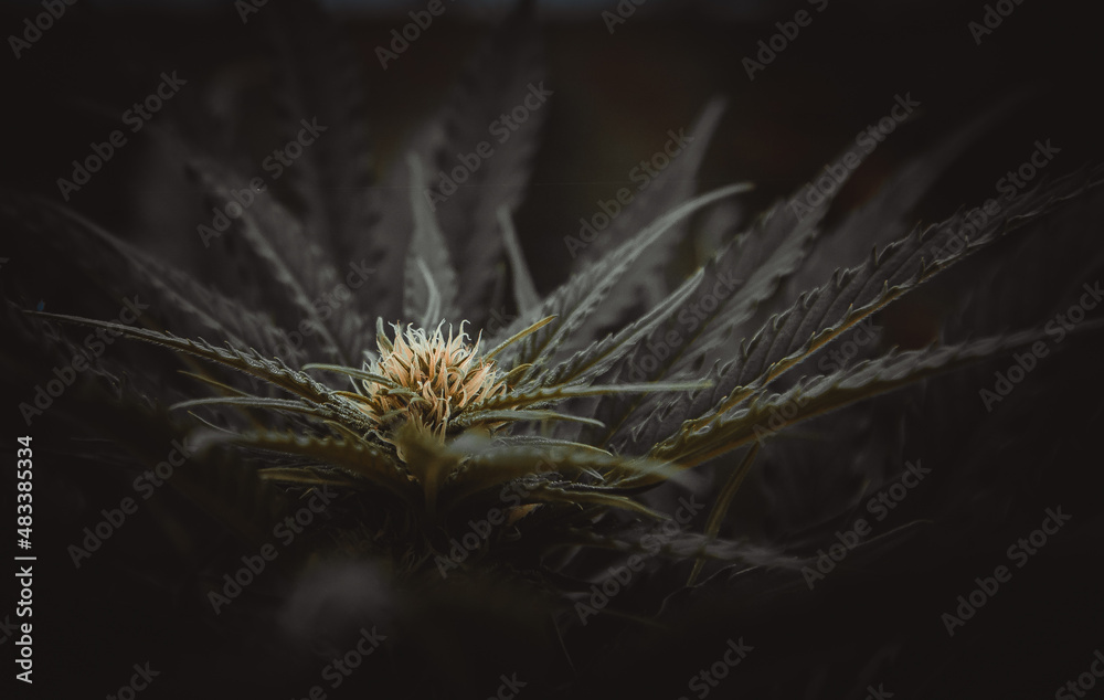 Obraz premium Cannabis