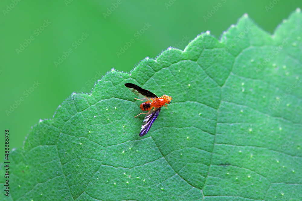 Flies on wild plants, North China Flies on wild plants, North China