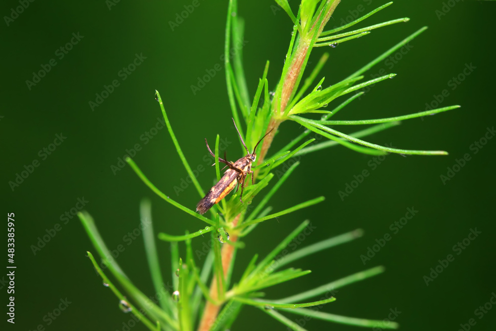Lepidoptera insects in the wild, North China Lepidoptera insects in the wild, North China