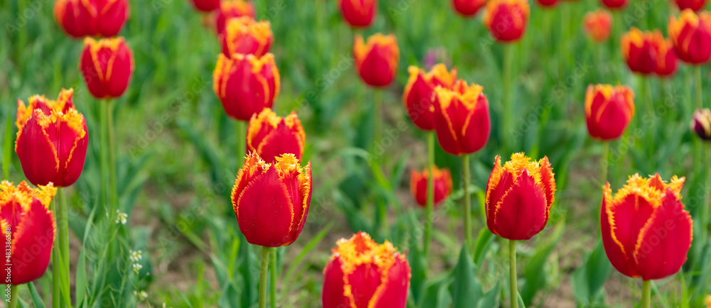 Fototapeta premium red flowers of fresh holland tulips in spring nature