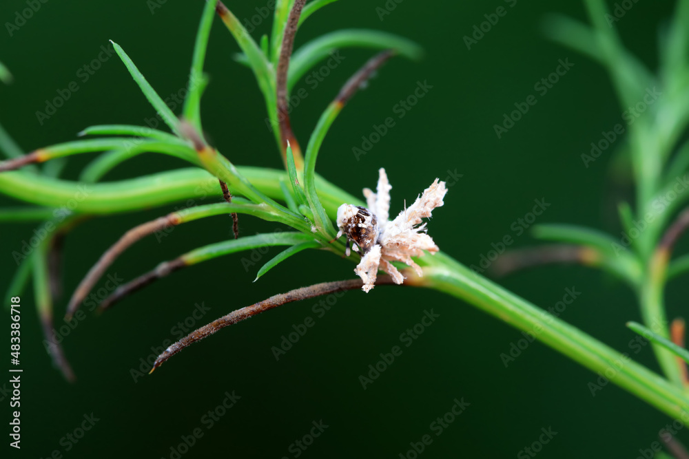 Hemiptera wax Cicadellidae insects on wild plants, North China Hemiptera wax Cicadellidae insects on wild plants, North China
