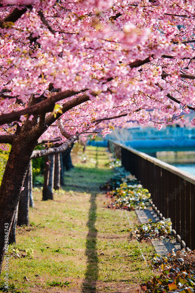 Path of Cherry Blossoms