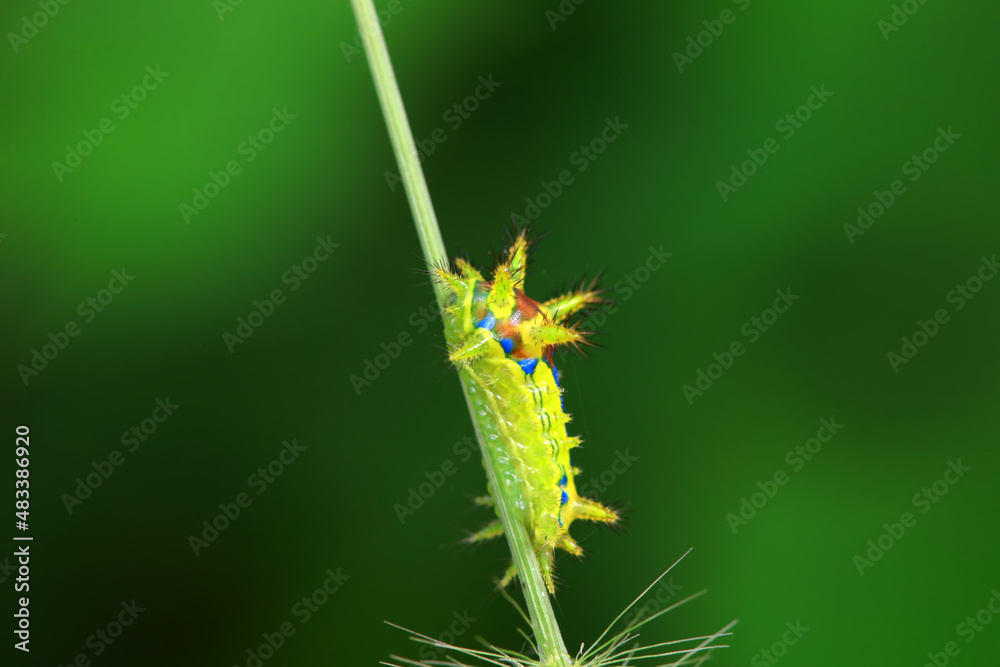Fototapeta premium Lepidoptera larvae in the wild, North China
