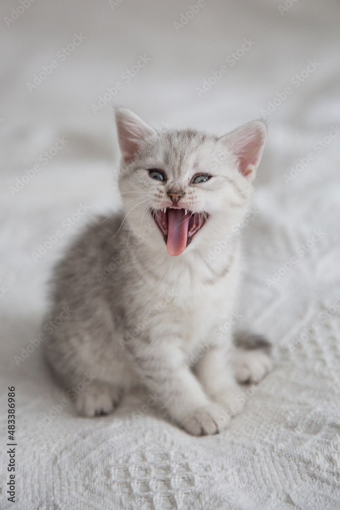 Cute tabby Scottish short hair silver kitten. Dreaming kittens sleep on a bed under warm white blanket. Pets sleep at cozy home. Top down view web banner. Funny adorable pets cats. Postcard concept