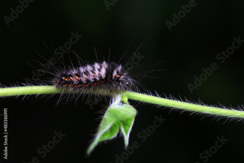 Lepidoptera larvae in the wild  North China