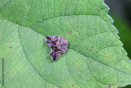 Hemiptera wax Cicadellidae insects on wild plants, North China photo