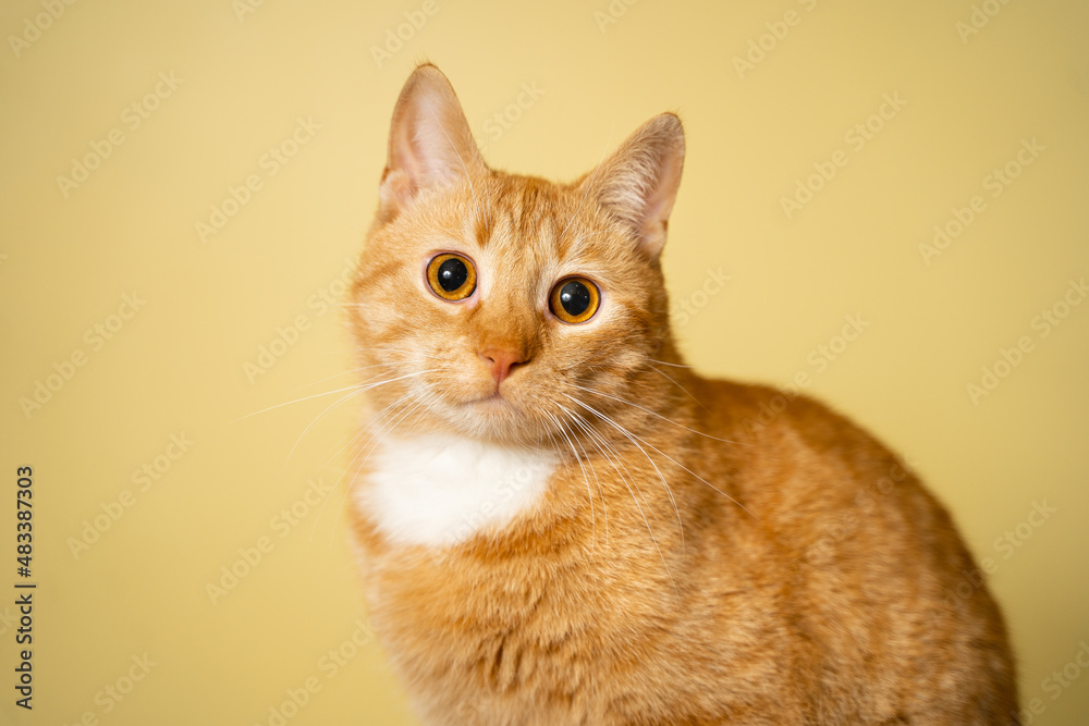 The theme of pets, love and protection of animals. Ginger cat posing on yellow background in studio. Cute orange cat. perfect pet companion. Red fluffy friend. Redhead pet animal portrait studio shot