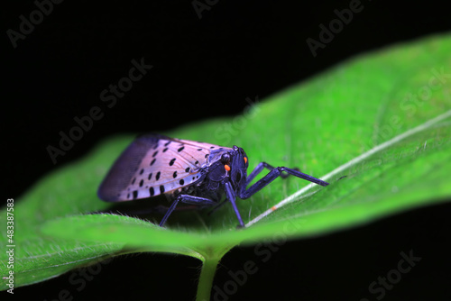 Hemiptera wax Cicadellidae insects on wild plants, North China photo