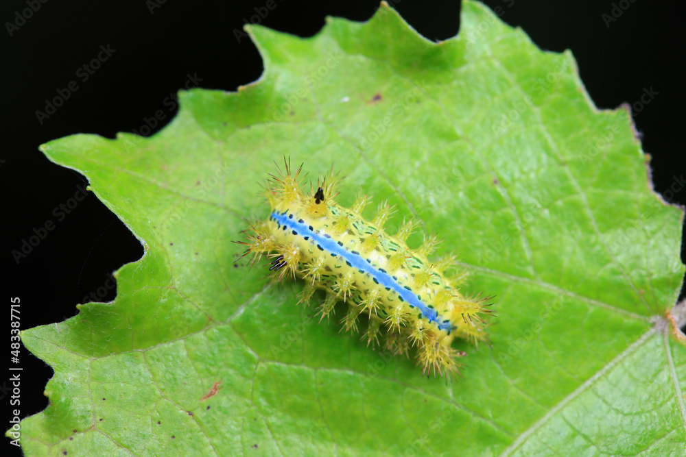 Lepidoptera larvae in the wild, North China Lepidoptera larvae in the wild, North China