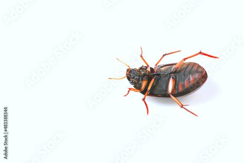 water scavenger beetle on a white background, North China photo