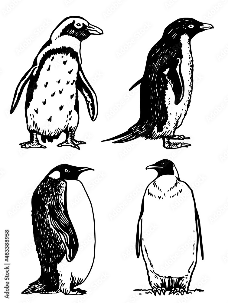 Naklejka premium Graphical vector collection of penguins on white isolated , birds of Antarctica and the south coast of Africa