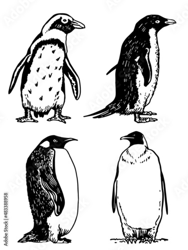 Graphical vector collection of penguins on white isolated , birds of Antarctica and the south coast of Africa