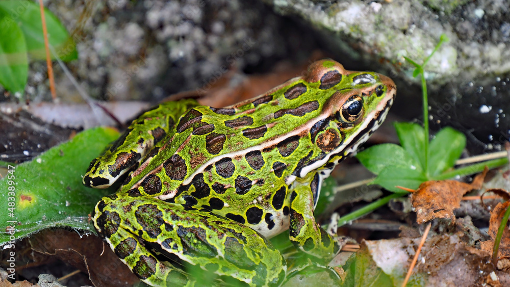 Close-up of a northern leopard frog sitting in the grass. Close-up of a northern leopard frog sitting in the grass.