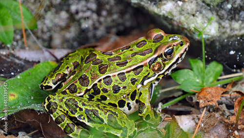 Close-up of a northern leopard frog sitting in the grass.