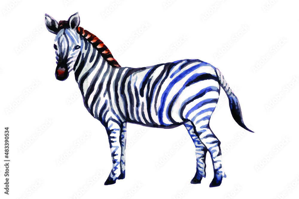 zebra isolated on white watercolor 
