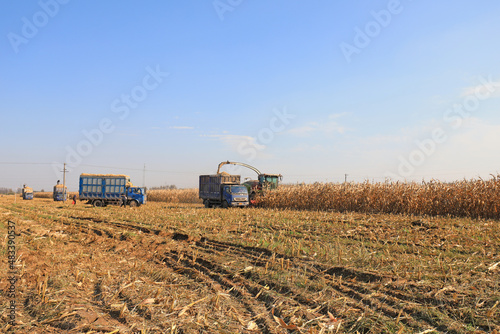 Photography farmers harvest corn straw on a farm in North China