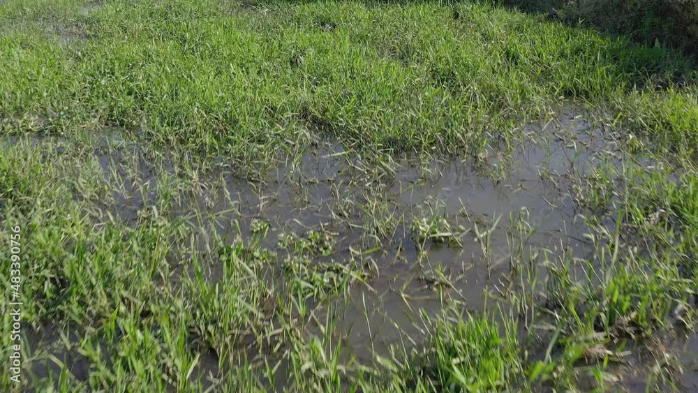 Aerial: grass in the water. Drone view Aerial: grass in the water. Drone view