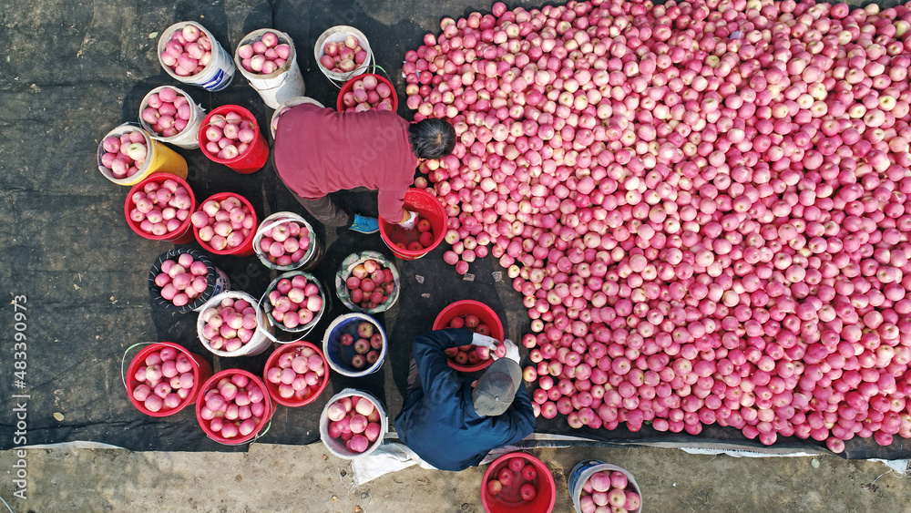 Farmers are sorting Red Fuji apples in orchards, North China
