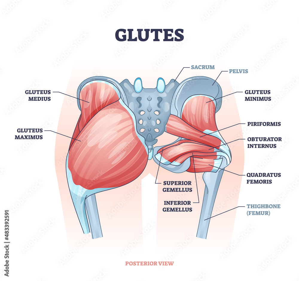 Glutes as gluteal body muscles for human buttocks strength outline concept. Labeled educational anatomical scheme with physical skeletal and gluteus medius, maximus and minimus vector illustration. - obrazy, fototapety, plakaty 