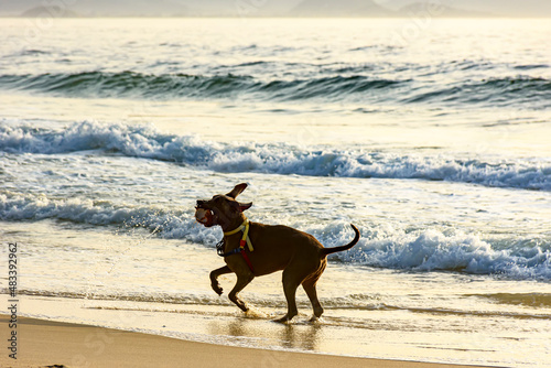 Dog running and playing on the edge of Ipanema beach in Rio de Janeiro on a summer morning