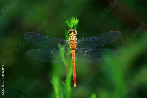 Dragonflies on wild plants, North China