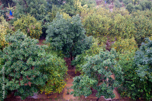 Fotografija Aerial view of orange and loquat trees garden