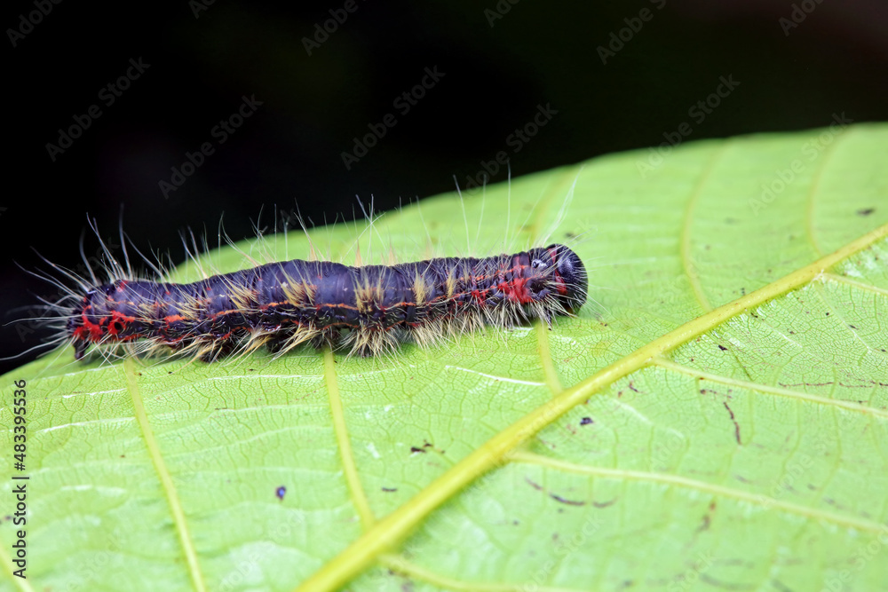 Fototapeta premium Lepidoptera larvae in the wild, North China