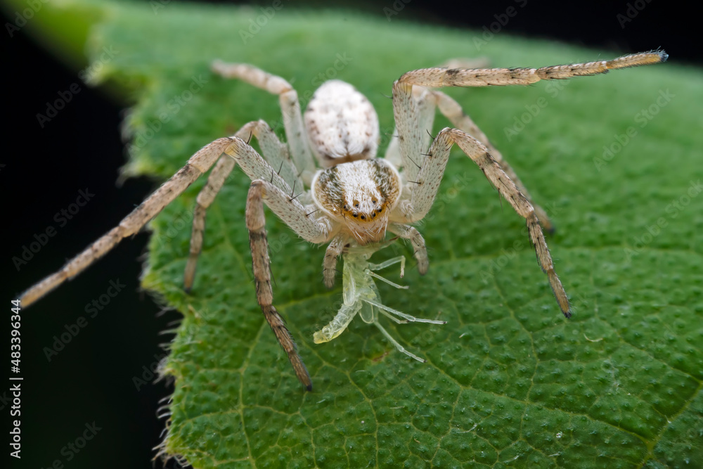 Spiders in the wild, North China Spiders in the wild, North China