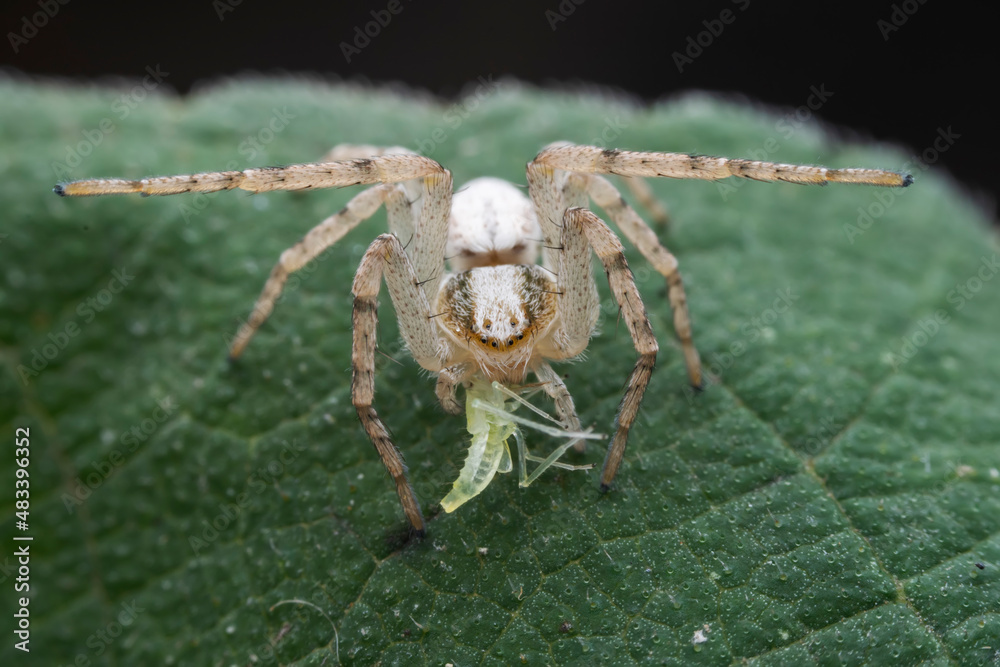 Spiders in the wild, North China Spiders in the wild, North China