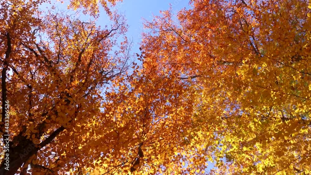 Autumn foliage view from below. Beech forest in bright sunlight. Illuminated orange leaves against a blue sky background. I look up. Movement of the camera in a circle. Natural colorful background Autumn foliage view from below. Beech forest in bright sunlight. Illuminated orange leaves against a blue sky background. I look up. Movement of the camera in a circle. Natural colorful background