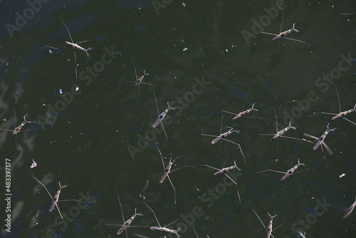 Water strider glides on the water  North China