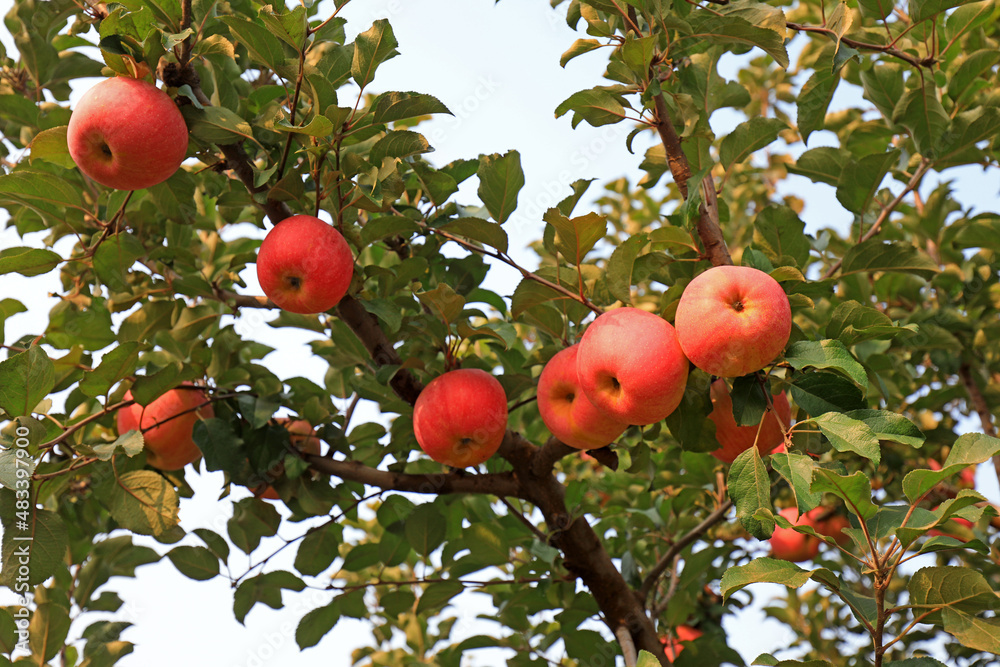 Ripe red Fuji apples on branches, North China
