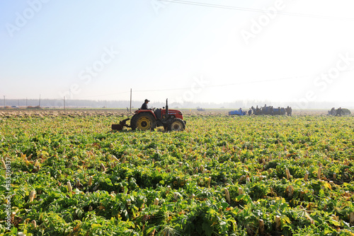 farmers use agricultural machinery to harvest white radishes in fields, North China