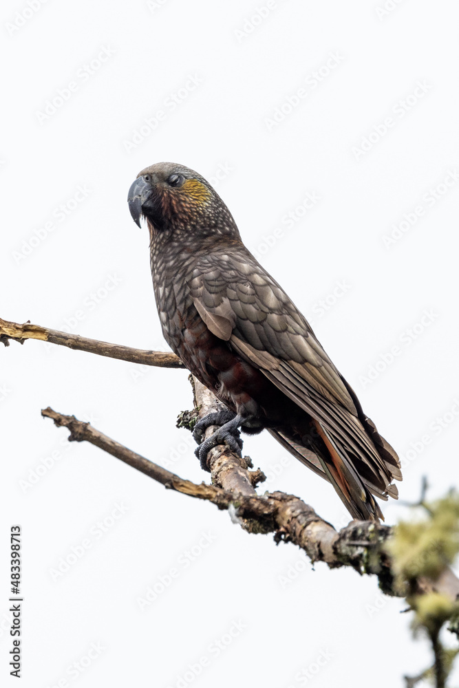 Fototapeta premium South Island Kaka Endemic Parrot of New Zealand