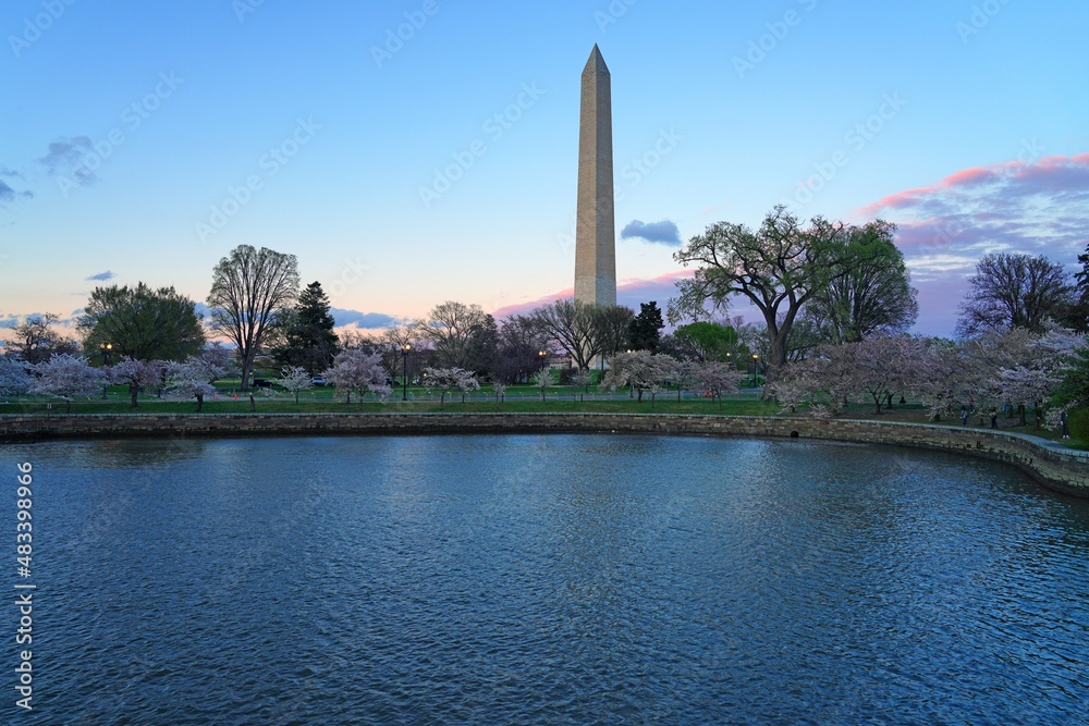 Night view of the Washington Monument obelisk in Washington DC during cherry blossom season