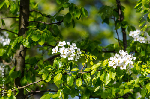 blooming white lilac on a sunny day on a green background